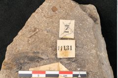 Foto (Detailansicht) von Voltzia heterophylla Brongniart (NHMW-GEO-2024-0188-11131)